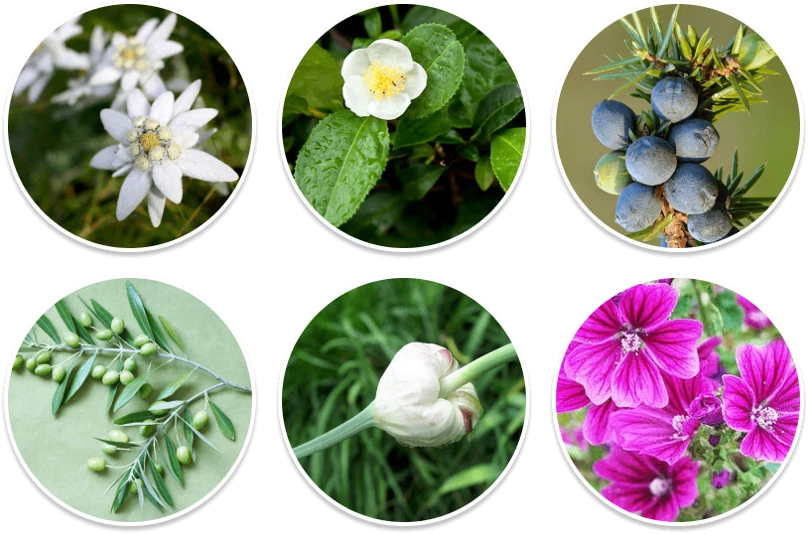 Bazopril ingredients